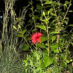 Lägenhet Iasis Platis Gialos (Sifnos)