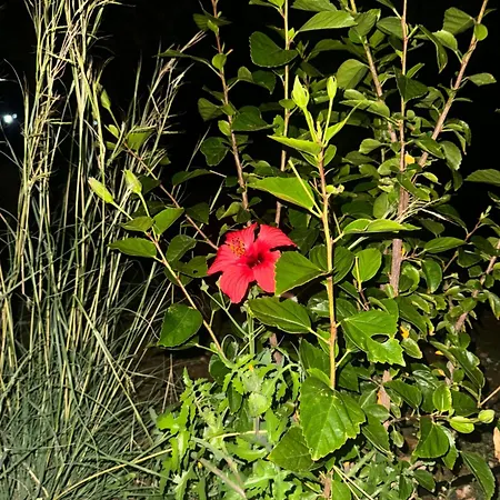 Apartment Iasis Platis Gialos (Sifnos)