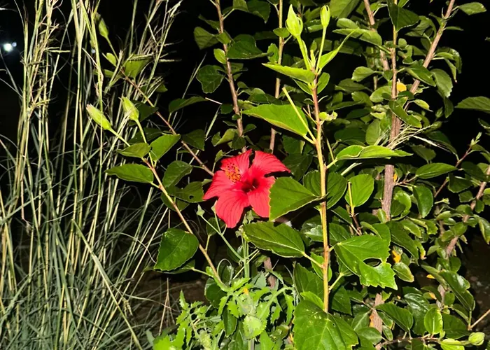 Lägenhet Iasis Platis Gialos (Sifnos)